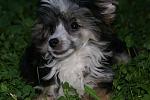      : alabay-2.jpg : 229 :	145.8  ID:	5038