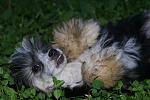      : alabay-3.jpg : 215 :	159.5  ID:	5039
