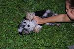      : alabay-4.jpg : 226 :	241.8  ID:	5040