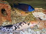      : aqa.ru-20090323130815.JPG : 445 :	80.5  ID:	5439