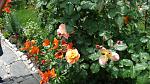      : DSC00256.jpg : 181 :	134.6  ID:	8636